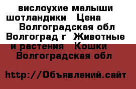 вислоухие малыши шотландики › Цена ­ 2 500 - Волгоградская обл., Волгоград г. Животные и растения » Кошки   . Волгоградская обл.